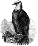 Bald (or white-headed) eagle, <em>H. leucocephalus</em>, common along sea-coasts, lakes, and rivers.