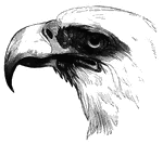 The head of a bald eagle. The distictive white plumage of this area earned it its nickname.
