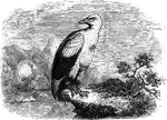 Genus <em>Gypohierax</em>, is about the size of a goose, and is found in Western Africa, particularly Angola.