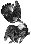The caracara eagle, genus <em>Caracara</em> found in Cental and South America, as well as portions of the Southern and Southwestern United States. It is omnivorous, but prefers small reptiles.