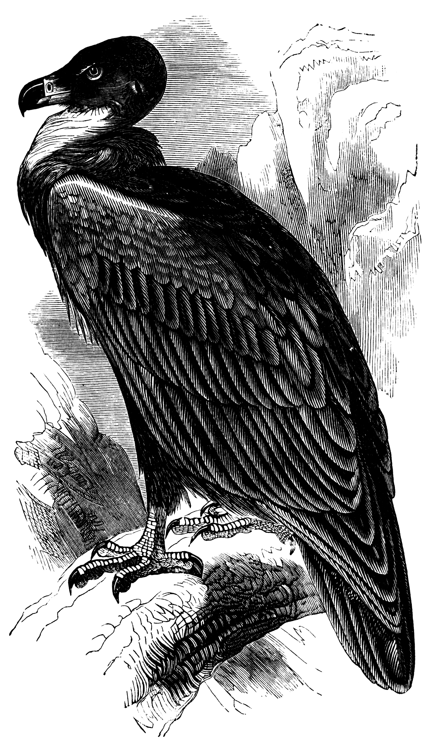 Brown Vulture | ClipArt ETC