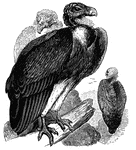 The sociable (or eared) vulture, <em>V. auricularis</em>, a native to South Africa.