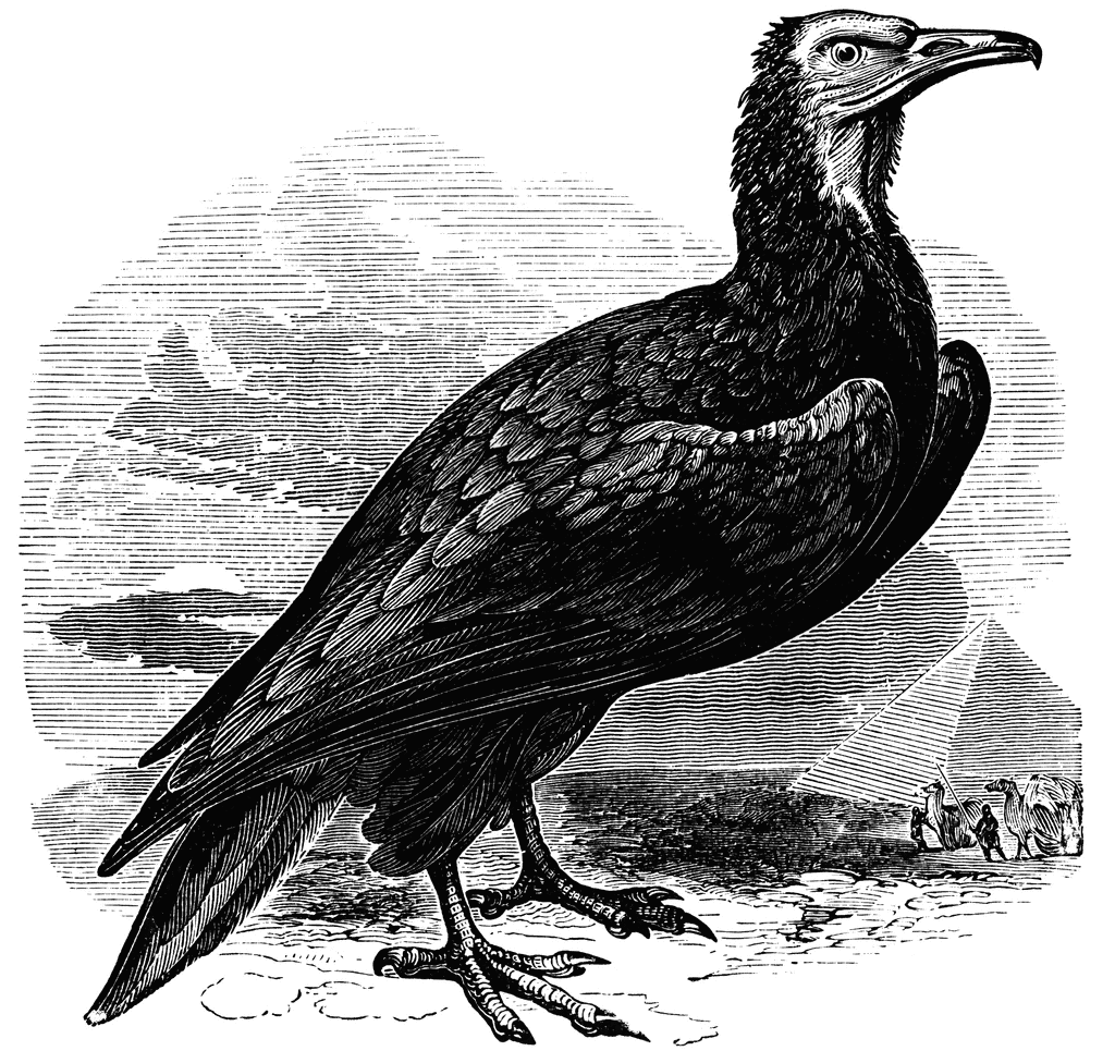 Egyptian Vulture | ClipArt ETC