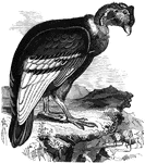 Genus <em>condor</em>, the largest known bird of prey. On average, it is about four feet long, with a wingspan of nine feet, sometimes as great at fourteen feet.