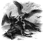 Genus <em>Cathartes</em>, found in the Americas, sometimes as far north as New England. These buzzards are feeding on the entrails of a horse.