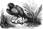 <em>G. serpentarius</em>, known as the serpent vulture because it feeds on snakes. It has a distinctive tuft of feathers on the back of its head. It is found in Southern Africa.