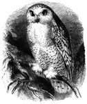 The white owl (also known as the snowy or ermine owl), found in the colder latitudes of the world. Its heavy coating of feathers is well-suited to arctic climes.