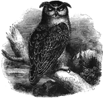 Eagle or great-horned owl, found in Europe and northern asia. It feeds on hares, rabbits, moles, mice, rats, partridges, and reptiles.