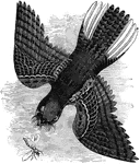 A whippoorwill chasing a winged insect. This bird derives its namesake from its distinctive call.