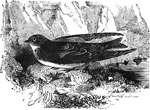 The bank swallow (also known as the sand martin) lives in large communities, often of several hundred individuals.