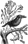 This bird is native to Sumatra.