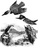 A trio of belted kingfishers, a species native to the United States.