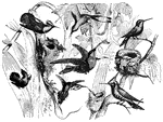 A picture depicting a multitude of hummingbirds.