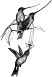 A group of humming birds with particularly long and narrow beaks, well-adapted for sipping nectar from flowers.