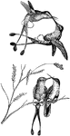 Four humming birds, two of which are resting on a branch, while the other two cavort in the air above.