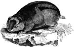"Is smaller than its proceeding, and resembles the Lapland Lemming. It is found about latitude 56 degrees in mountainous districts of the northwestern British territories." &mdash; S. G. Goodrich, 1885