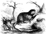 A common musk rat.