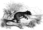 "They are somewhat rat-like in appearance, but are noted for the elegance of their forms, the length of their tail and hind-legs, and the lightness of their movements. Some live in cultivated districts; all burrow in the earth, where they hoard up provisions, and all are nocturnal in their habits." &mdash; S. G. Goodrich, 1885