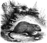 "Found on the Island of Lucon. It is a rare species, even in its native island, and its habits are little known. It is nine inches long, with a tail three inches, and it not only an animal of considerable size, but of vigorous character, defending itself from dogs and men with great savageness." &mdash; S. G. Goodrich, 1885