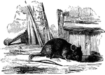 A common brown rat. Lives in houses of thier own construction. Lives in everything from meadows to human houses.