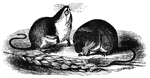 "The smallest of mice, and perhaps the very minutest of mammalia, an English half-penny weighing down two of them, lives in the fields and makes his little nest two or three feet from the ground on several standing stalks of wheat, bound together by grass." &mdash; S. G. Goodrich, 1885