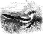 Also known as the gray shrike, the great butcher-bird is known for securing its prey to thorns so that it can more easily tear it apart. It is stationary to Southern Europe.