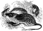 "It is of a grayish-fawn color, with ten longitudinal brown strips along the back. Between the size of a field mouse and a black rat." &mdash; S. G. Goodrich, 1885