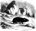 "Quite larger than that of the brown rat, and lives, like that pecies, in the houses." &mdash; S. G. Goodrich, 1885