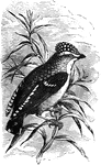 Native to Australia, the falconelle is approximately the size of a sparrow, and resembles the great titmouse of Europe.