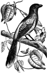 Found in Guiana and Brazil, this shrike draws its name from its resemblence to the magpie.