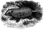 "In this carapace covers the body above and low down on the sides, but leaves the belly unprotected; the bands across the back are twelve to fourteen. It is the largest of the family, being three feet three inches long, with a tail nearly half the length of the body; its head is very small; its ears are of a moderate size, pointed, and habitually crouched backward." &mdash; S. G. Goodrich, 1885