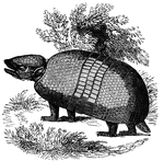 "Tolypeutes. It is about fifteen inches long, and having the faculty of rolling itself into a ball, is called <em>Belita</em>, or Little Ball, by the Spaniards. This is in fact its usual mode of escape or defense, as the animal doe snot burrow, and has not sufficient speed for flight." &mdash; S. G. Goodrich, 1885