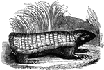 "The animal of this genus are the smallest of the armadillos, and their covering is more simple in its construction than that of any others." &mdash; S. G. Goodrich, 1885