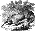 "It is about three and a half feet long, the tail one foot nine inches. It has a long callous snout like a hog, a small mouth, and a slender tounge; this being covered with glutinous saliva, the animal licks up the ants on which it feeds." &mdash; S. G. Goodrich, 1885