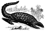 "Its head is small, pointed, and conic; muzzle elongated and narrow; body rather stout; tail short and very broad at its base; dorsal scales disposed in longitudinal rows to the number of eleven; under part of the body, head, and feet naked; some long fair-colored hairs spring from under the scales; the middle claw of the fore-feet exceeds the others in its proportions." &mdash; S. G. Goodrich, 1885