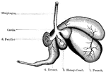 Diagram of a sheep's stomach, showing the different compartments.