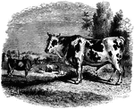 A common cow standing in a field.