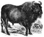 "The European species of the bison. Has a very broad head and arched forehead; the eyes large and dark; the hair on the forehead is long and wavy, and under the chin and breasts forms a kind of beard. In the winter, the whole of the neck, hump, and shoulders are covered with long dusky-brown hair, intermingled with a soft fur." &mdash; S. G. Goodrich, 1885