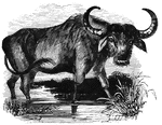 "The tame buffalo is trained to domestic uses, especially for draught, and is commonly employed for this purpose. Its milk is little used and its flesh is rank." &mdash; S. G. Goodrich, 1885