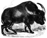 A wild buffalo.