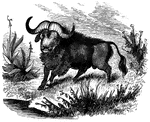 The common American Buffalo.