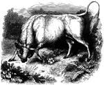 A strong bull commonly used for bull fights.
