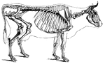 A skeleton of a common cow.