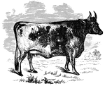 A Kerry cow standing in a field.