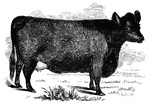 A Galloway cow standing in a field.