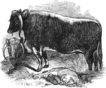 Two Long Horned Ox in a field.