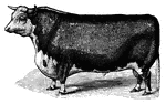 "The hereford breed are of a medium or dark red color, with white faces and sometimes white on the throat, back and bellies. They mature early, are not excelled for grazing, and make beef of the best quality." &mdash; S. G. Goodrich, 1885