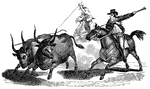 Two men capturing wild cattle for domestic use.