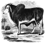 "It has a long head, short, blunt horns, drooping ears, and a hump on its sholders sometimes weighing fifty pounds. Its temper is gently, and in its qualities resembles the common ox." &mdash; S. G. Goodrich, 1885
