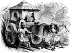 An Indian carriage being drawn by zebus